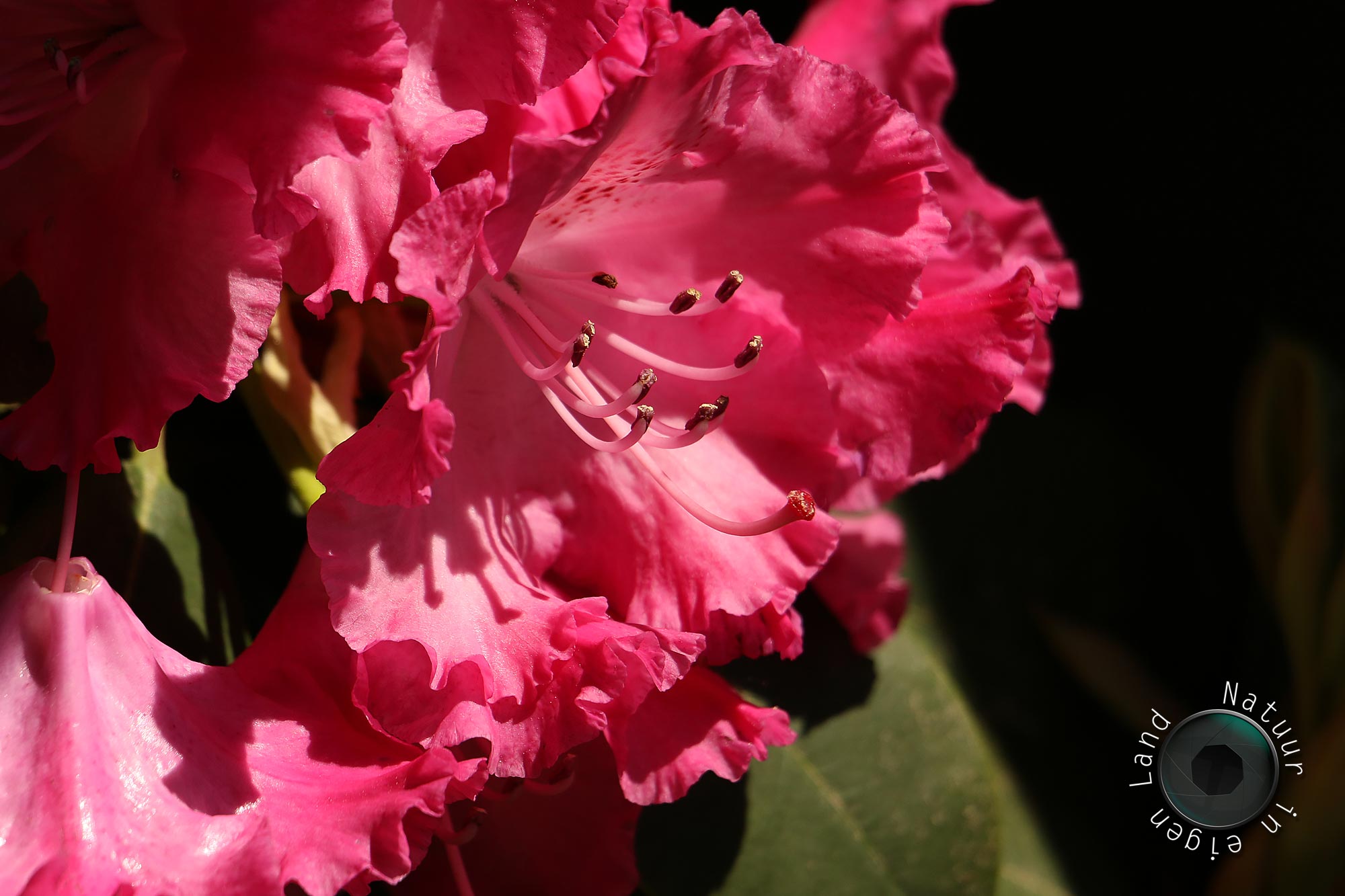 2018-05-09 - Rhododendron