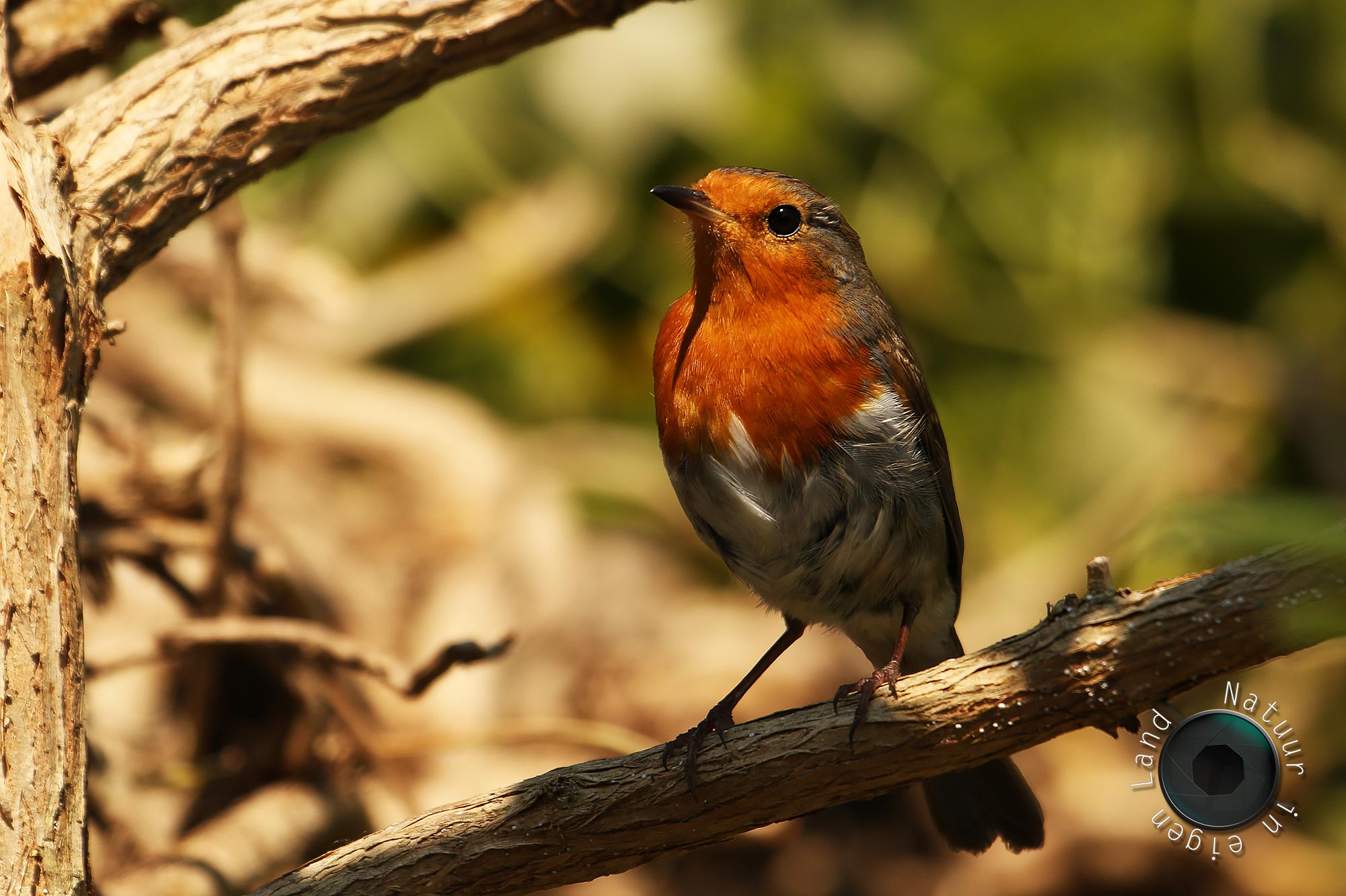 2018-05-09 - Roodborstje---Erithacus-rubecula