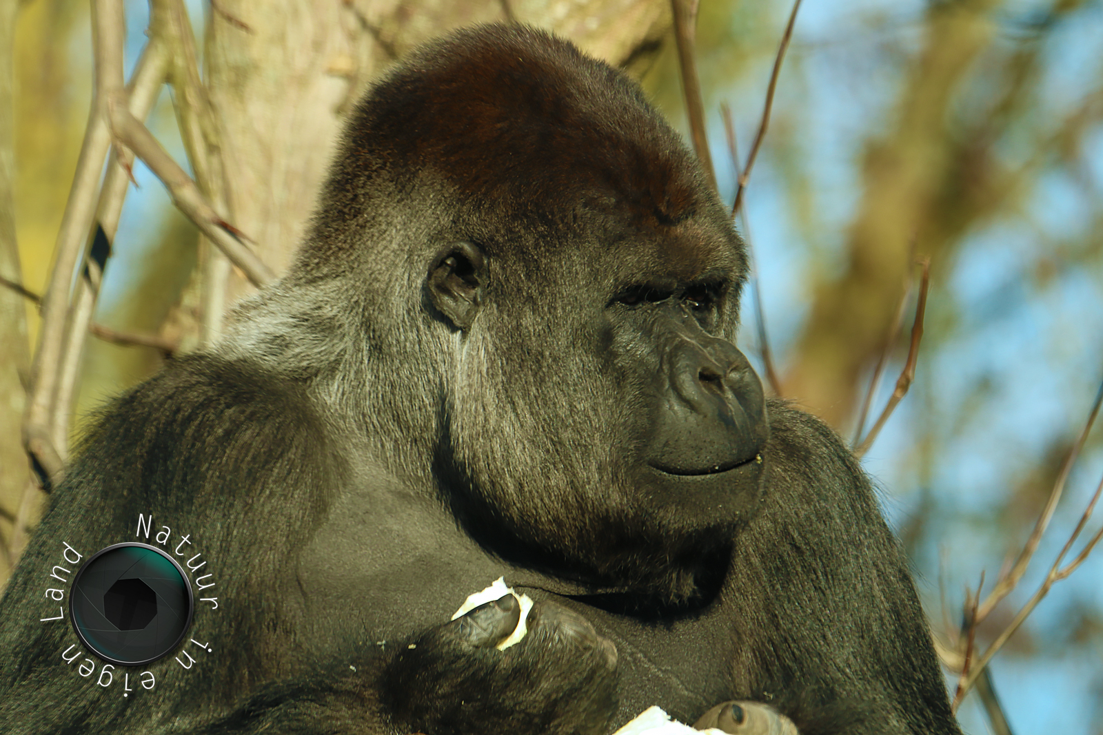 2019-12-30 - Gaiazoo---Gorilla---1