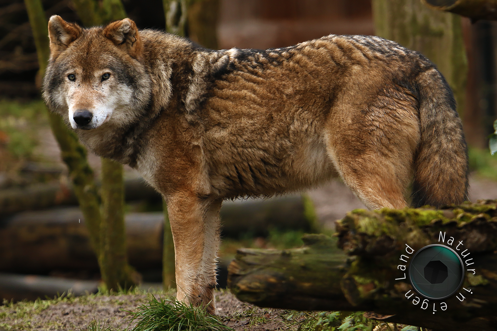 2019-12-30 - Gaiazoo---Wolf---1